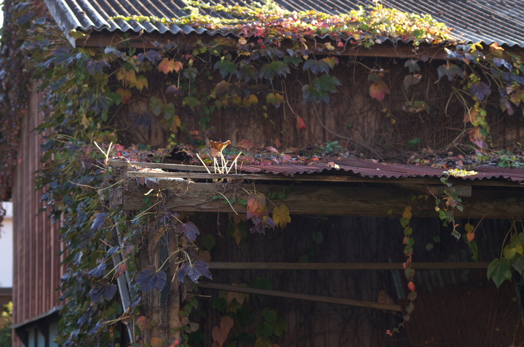 廃屋の蔦