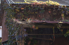 廃屋の蔦