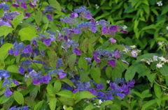 林の紫陽花