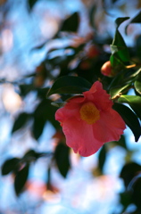 冬の花
