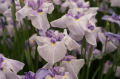 花菖蒲