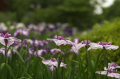 菖蒲園