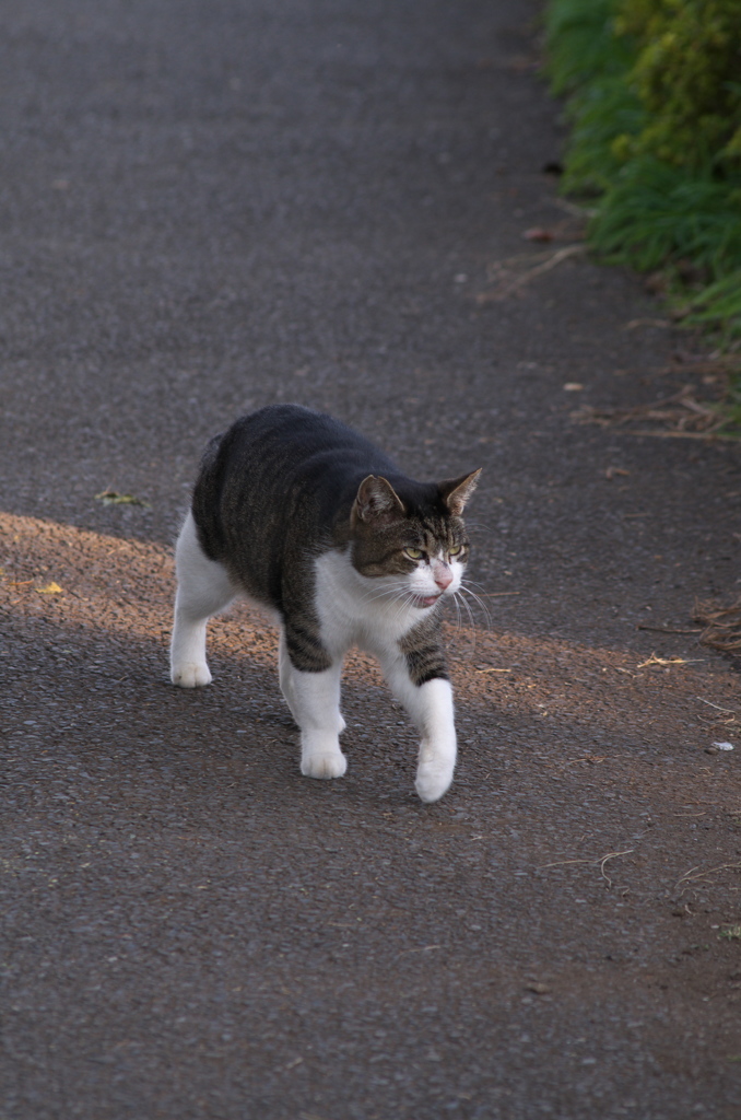 猫足
