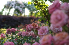薔薇園