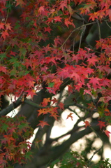 紅葉