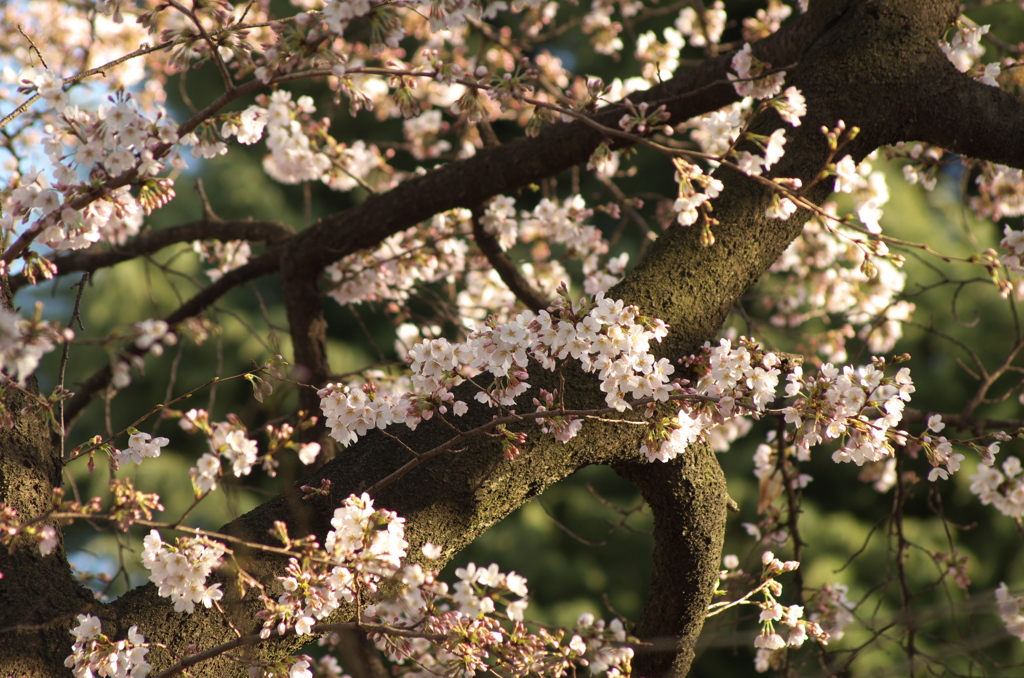 桜