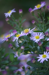 秋の花