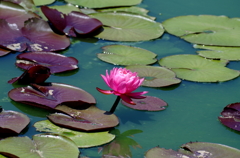 尾根見の池（花菜ガーデン）
