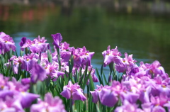 花菖蒲