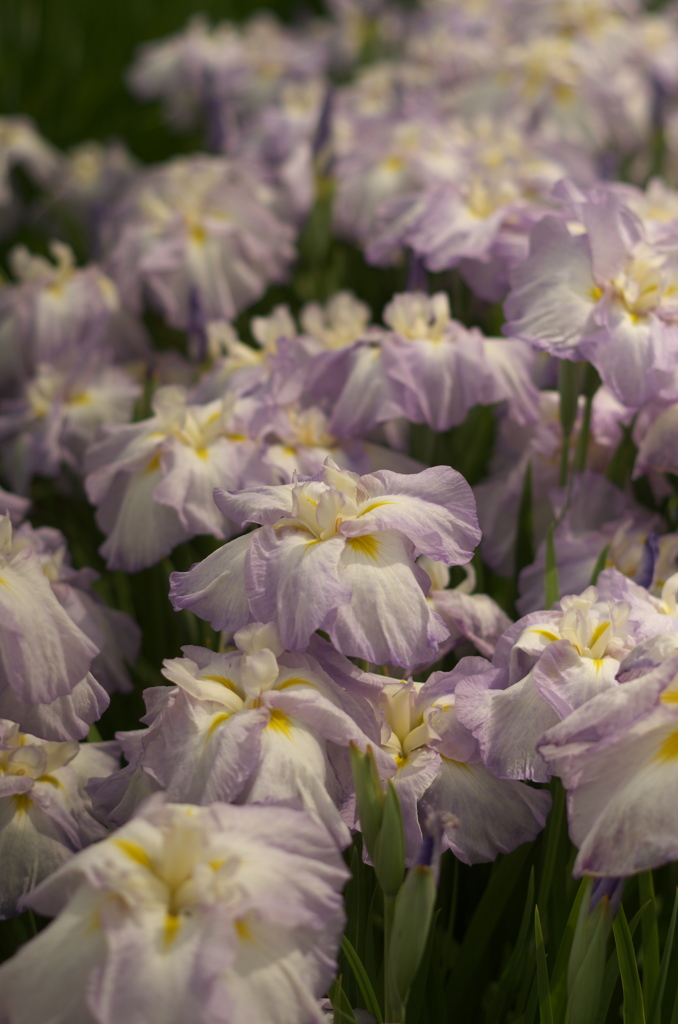 花菖蒲