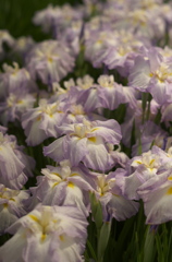 花菖蒲