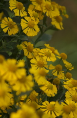 黄色の花