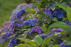 紫陽花