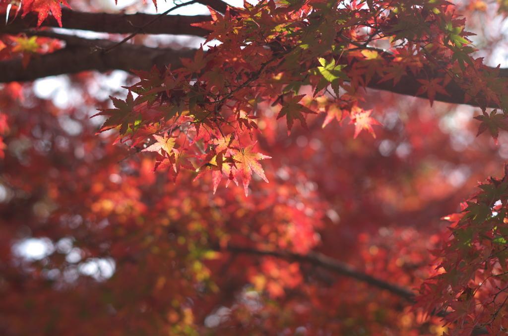 紅葉