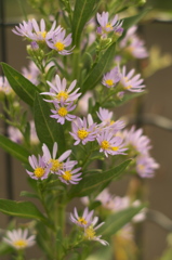 秋の花