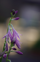 紫の花