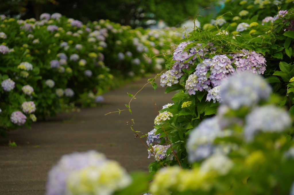 紫陽花の道