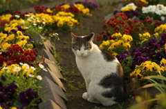 にゃんこと花壇