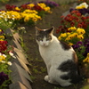 にゃんこと花壇