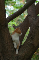 河原のノラ猫さん