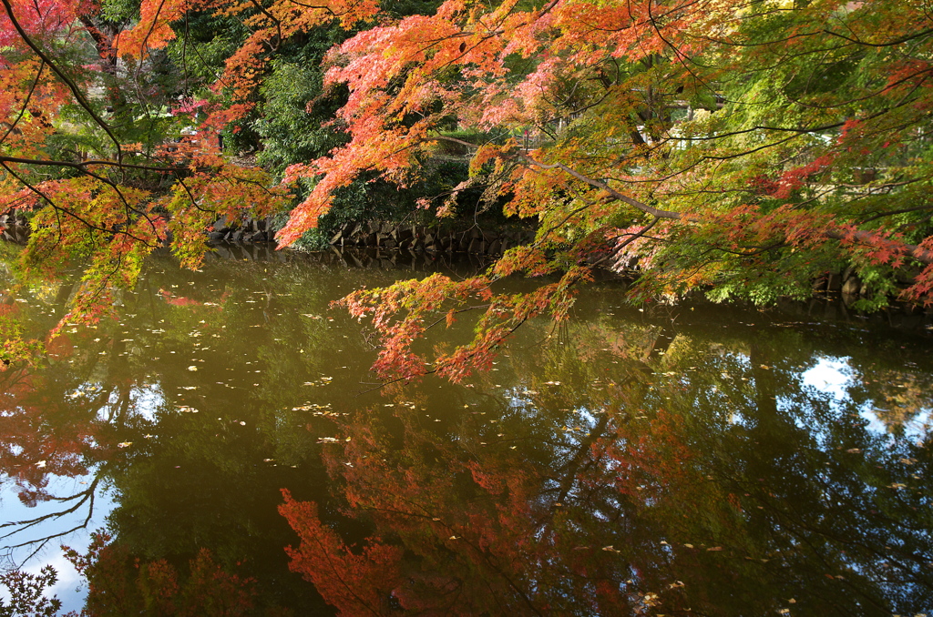 紅葉