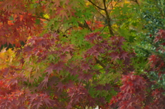 紅葉