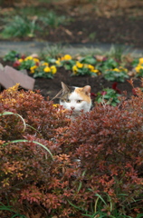 侵入猫④