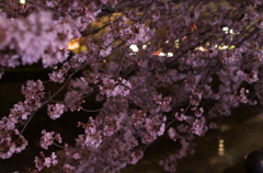夜桜