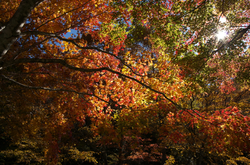 紅葉