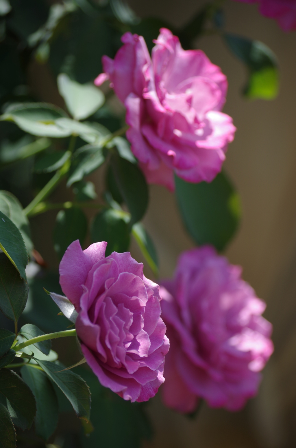 紫の薔薇（花菜ガーデン）