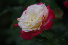 雨の日の薔薇（１）
