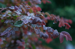 雨に濡れる