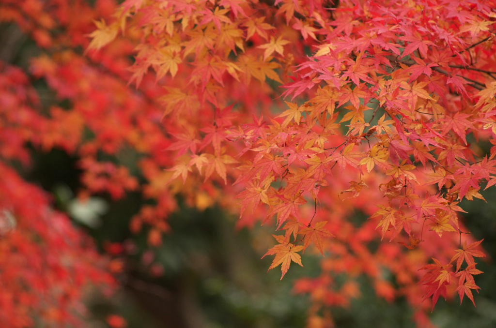紅葉の思い出
