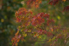 紅葉の始まり
