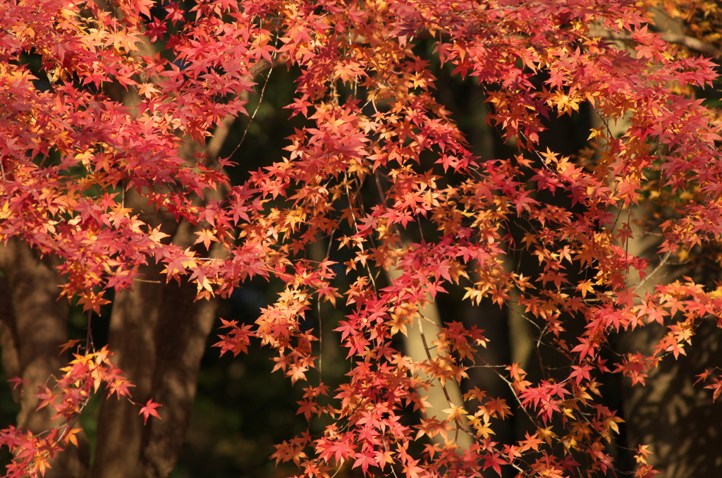 紅葉