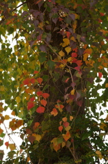紅葉