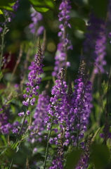 紫の花