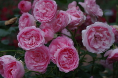 ６月の薔薇
