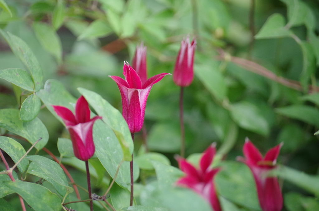 飛び出す花