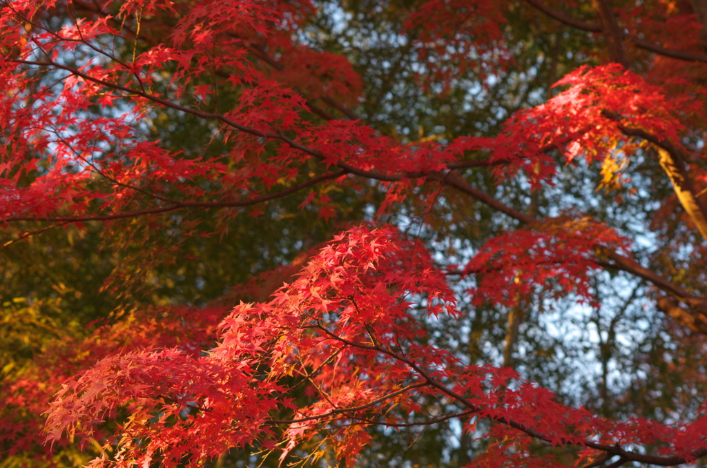 紅葉