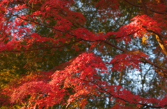 紅葉