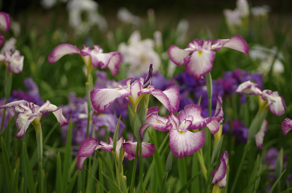 花菖蒲の舞（１）