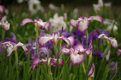 花菖蒲の舞（１）