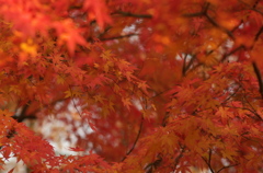 紅葉