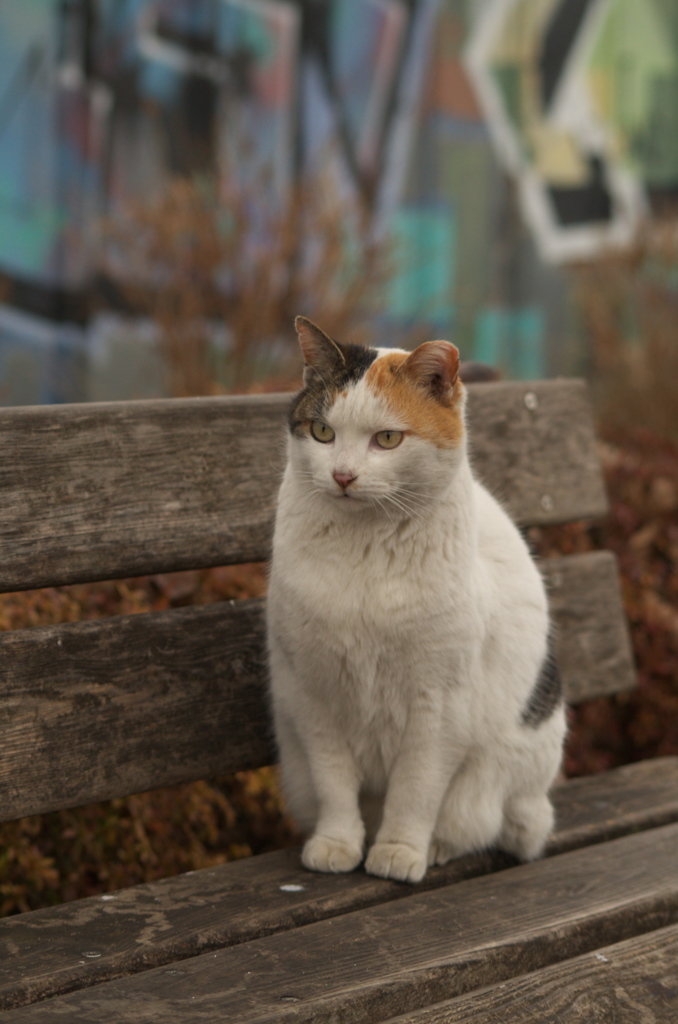 綺麗な三毛猫さん By Stella Id 写真共有サイト Photohito