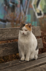 綺麗な三毛猫さん