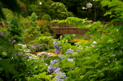 橋と紫陽花