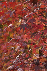 紅葉
