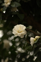 神学校の花