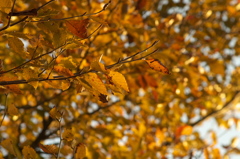 紅葉